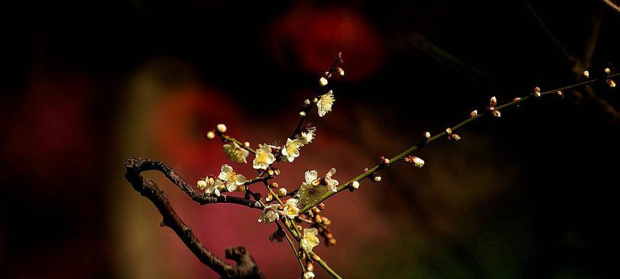 梅花的花语（梅花的花语探秘）