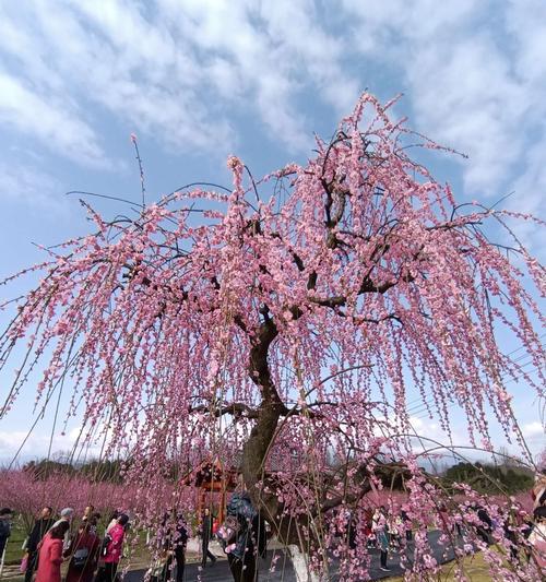 梅花之美（梅花开放的顺序及其象征意义）