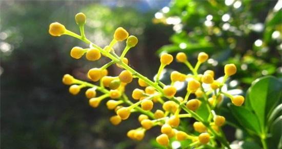 米兰花语特点（探索米兰花的花语）