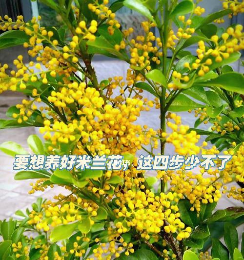 米兰花（探寻米兰花的内涵与传承）