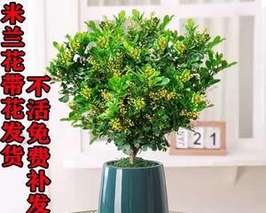 米兰花语的象征与寓意（探索米兰花语的内涵和意义）