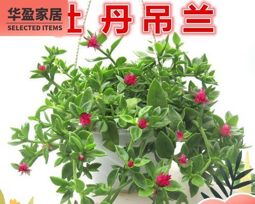 牡丹吊兰花语（探索牡丹吊兰的花语）