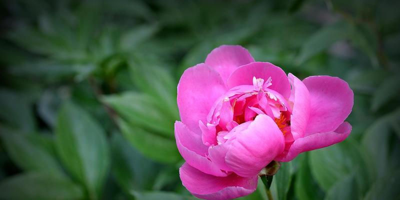 牡丹花语传说（牡丹花开）