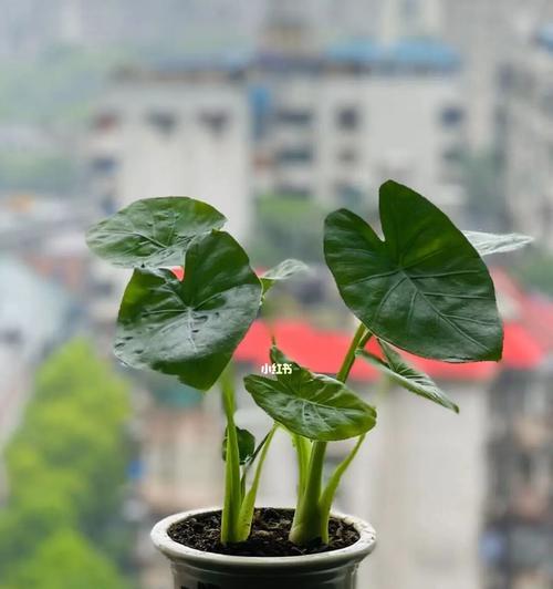 盆景滴水观音的花语（以滴水观音为主题的盆景花园）