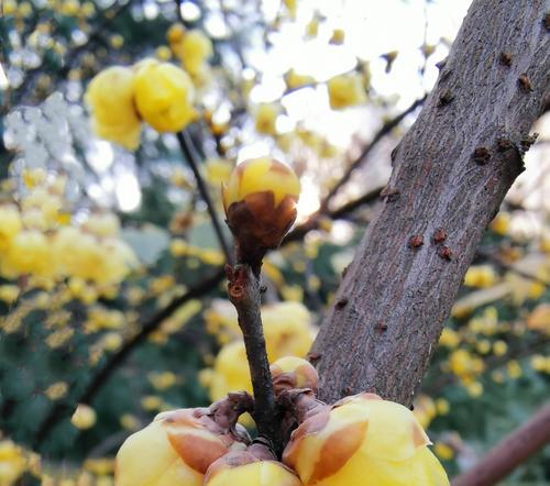 盆栽腊梅花的花语与品种选择（腊梅花的美丽寓意和适合家居种植的品种）