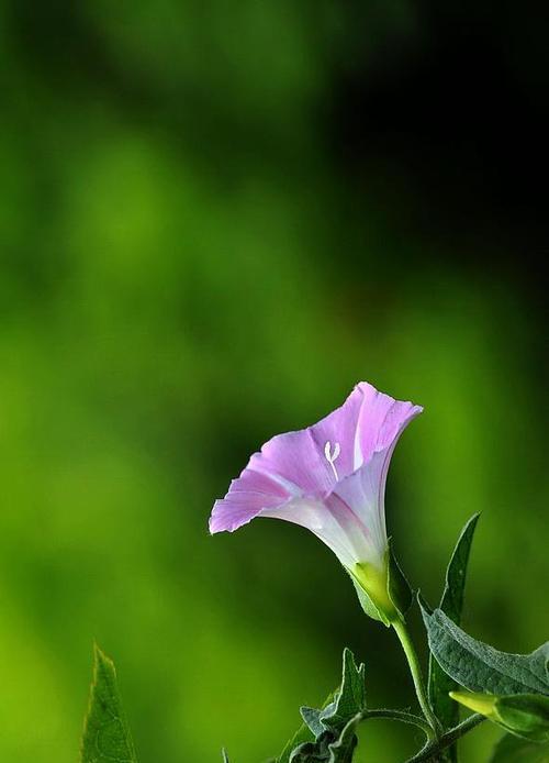 牵牛花的花语与寓意（探寻牵牛花的秘密）