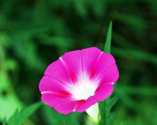 牵牛花（牵牛花花语解读及文化意义）