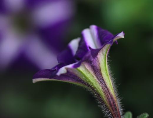 牵牛花（牵牛花花语解读及文化意义）