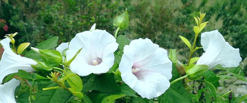 牵牛花（揭开牵牛花背后的浪漫秘密）