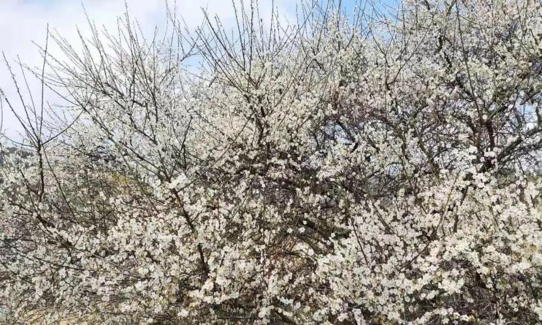 青梅花（探寻青梅花的花语与象征意义）