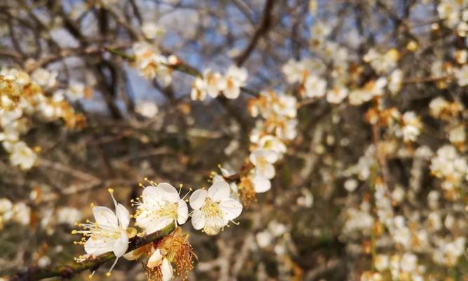 青梅花（探寻青梅花的花语与象征意义）