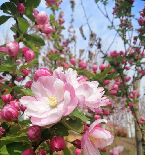 日本海棠花的花语（美丽温婉的日本海棠花与爱情）