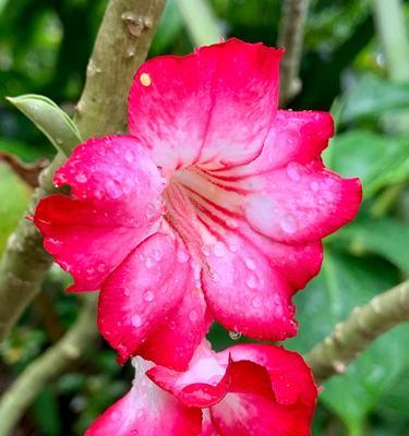 沙漠玫瑰花语（以沙漠玫瑰花为象征）