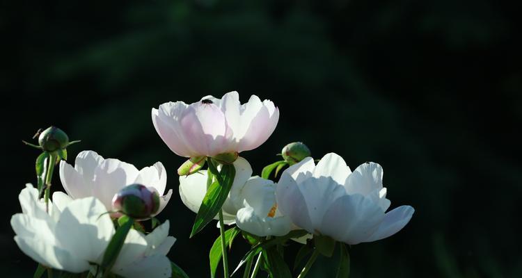 芍药花语的深意（探索芍药花背后的含义与象征）