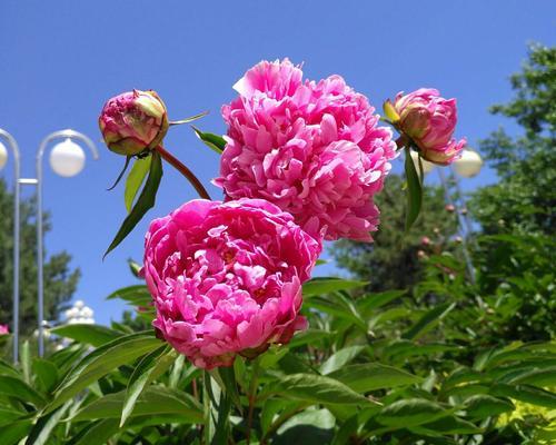 芍药花放家里的寓意与意义（以芍药花装饰家居）