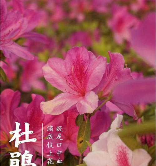 赏花说意，花开花谢皆有意义（传统名花花名花语）