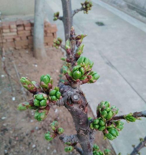 樱桃花开的奥秘（探究樱桃花的开花时间和生长条件）