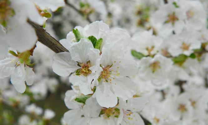 樱桃开花（颜色）