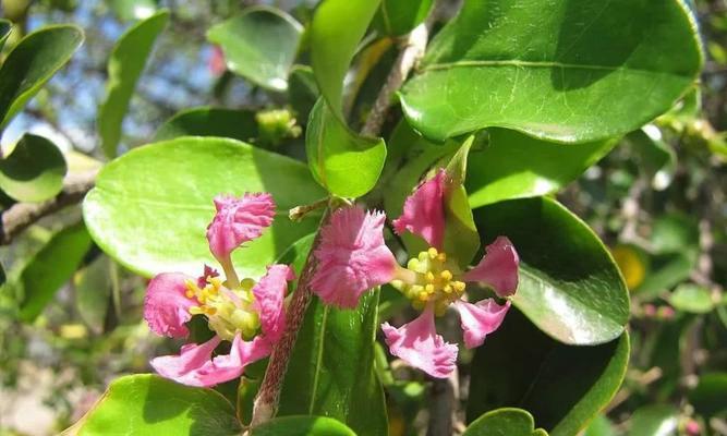 樱桃开花（颜色）