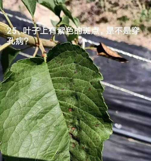 樱桃树防治病虫害，该用什么农药（掌握樱桃树农药防治的技巧和方法）