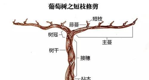 樱桃树修剪指南（掌握正确的修剪方法）