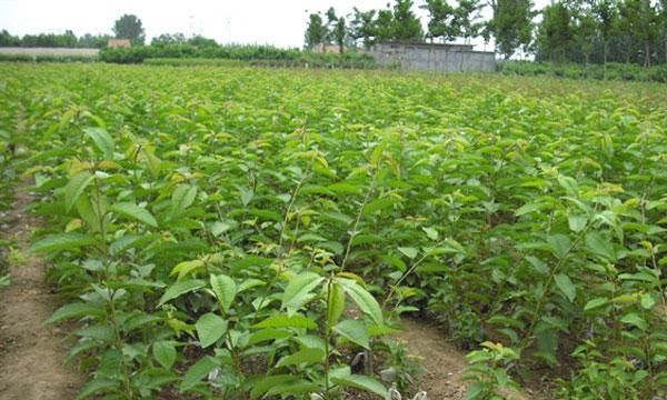 如何种植樱桃种子（从选种到成长）