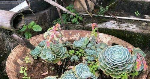 营养土加河沙（打造多肉植物的优质生长环境）