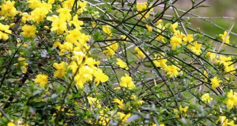 解决迎春花不开花的问题（让迎春花在春季绽放生机）