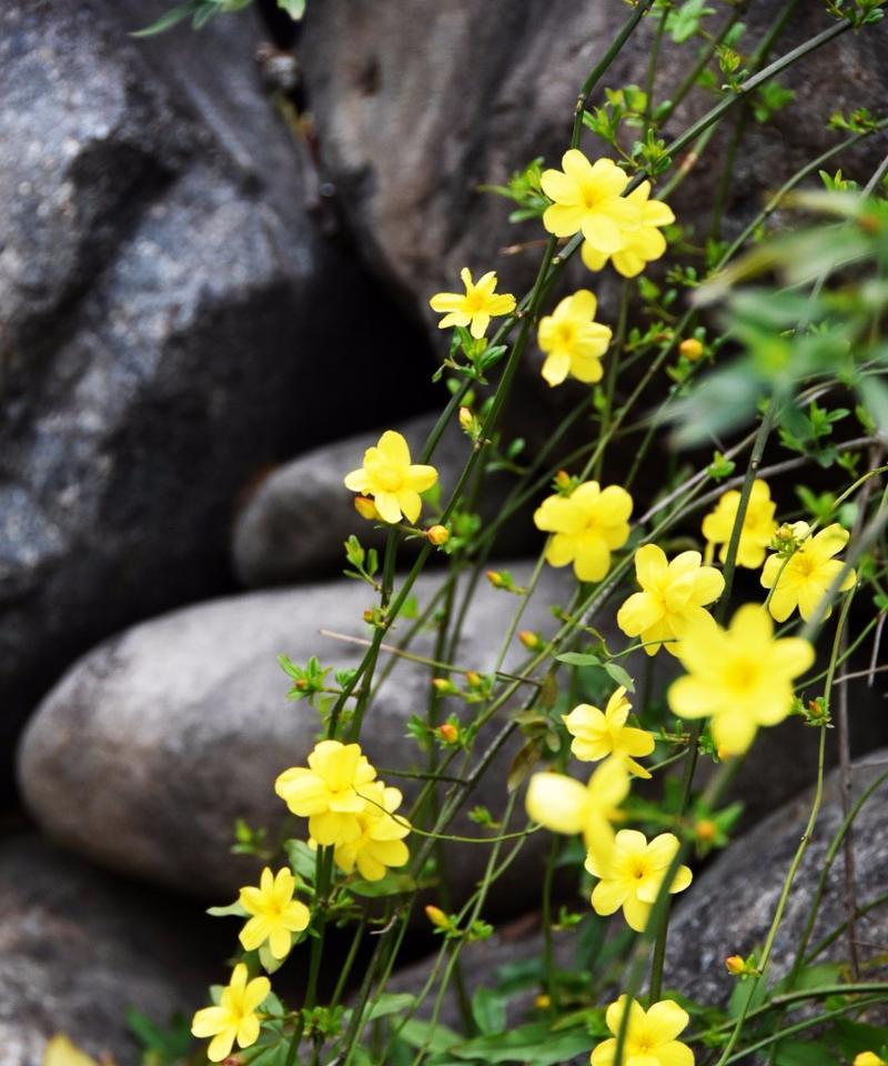 插枝迎春花能否成活（探究迎春花插枝技巧）