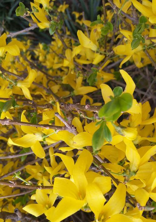 迎春花（描写迎春花的样子和特点）