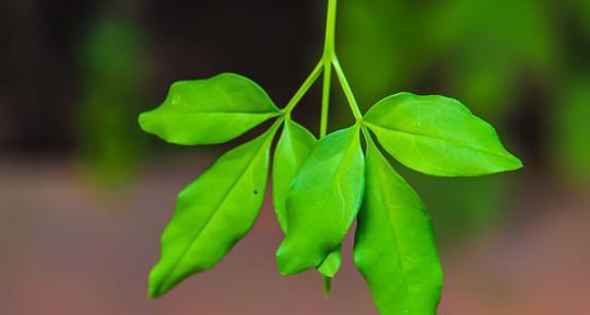 迎春花的叶子形状详解（探秘迎春花叶片的奇妙世界）