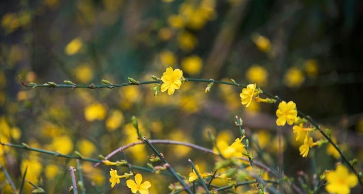 迎春花的叶子形状详解（探秘迎春花叶片的奇妙世界）