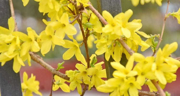 迎春花的花语与代表意义（探寻迎春花背后的美好含义）