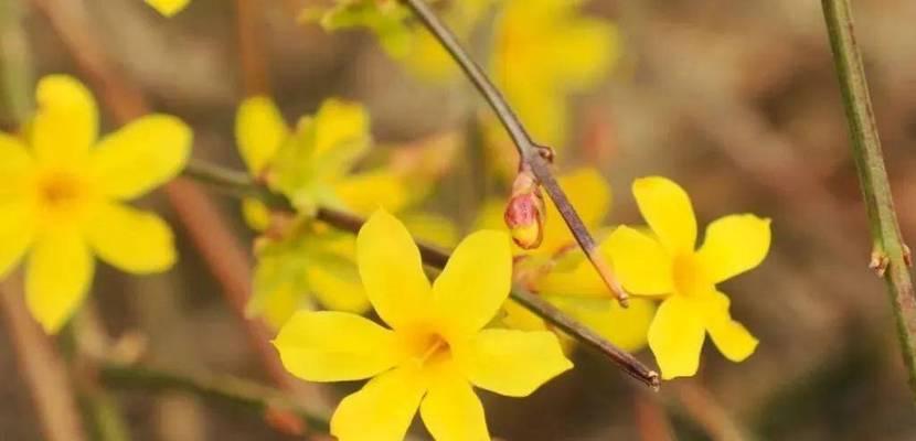 迎春花的花语与代表意义（探寻迎春花背后的美好含义）