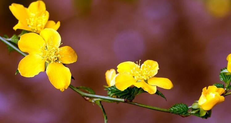 迎春花的开花季节与特点（春天必见的迎春花）