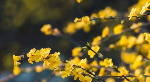 解密迎春花，它是草本植物吗（探寻迎春花的品种特征及生长环境）