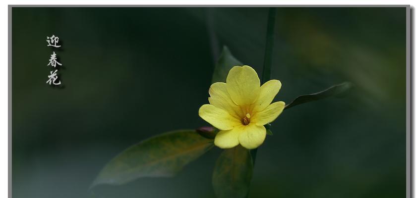 解密迎春花，它是草本植物吗（探寻迎春花的品种特征及生长环境）