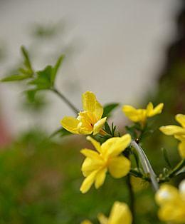 迎春花，中国的国花（品味中国文化的千年佳茗）