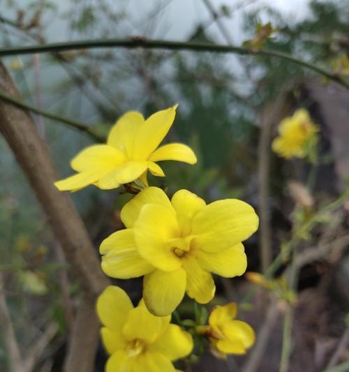 迎春花喜阳光的奥秘（探寻迎春花的生长特点和阳光需求）