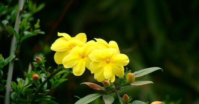 迎春花的开花特性（一年开几次花）