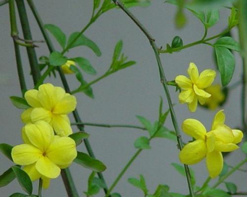 迎春花的开花特性（一年开几次花）