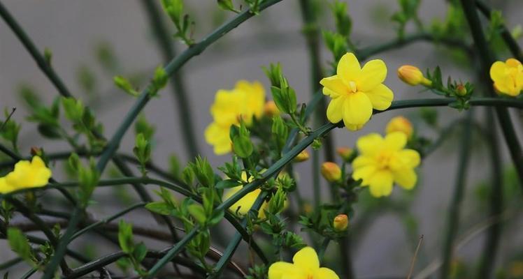 迎春花的世界（颜色是迎春花的特色）