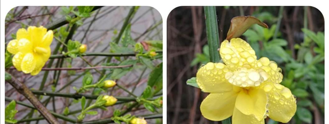 迎春花有没有种子（了解迎春花种子的生长与传播）