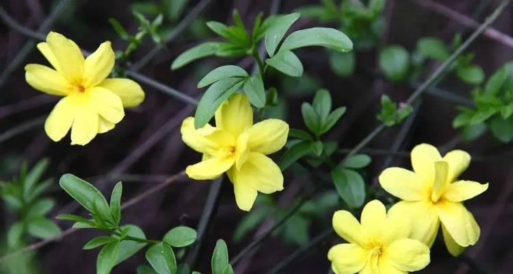 迎春花开，迎接新年的到来（春季花卉盛开）