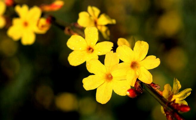 迎春花开，迎接新年的到来（春季花卉盛开）