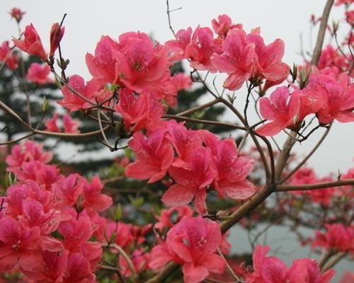 映山红花期多长时间（探秘映山红花季的神秘时刻）