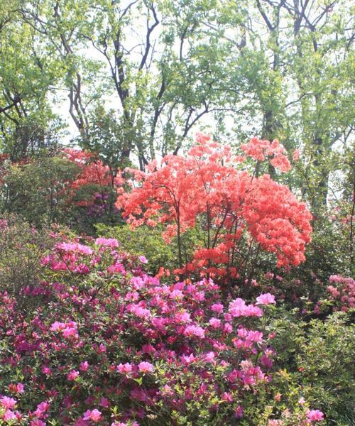 映山红花期多长时间（探秘映山红花季的神秘时刻）