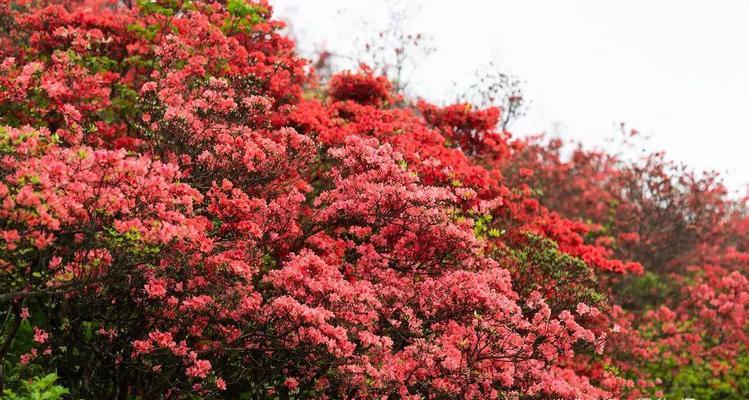 探究映山红花期（揭秘映山红开花的秘密）