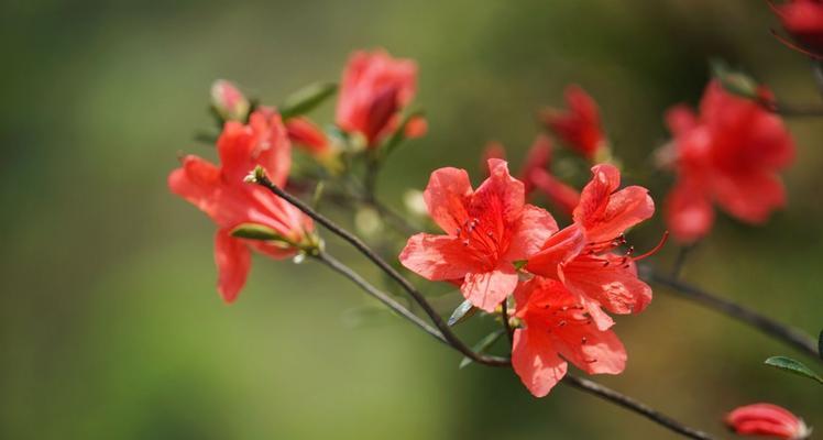 探究映山红花期（揭秘映山红开花的秘密）