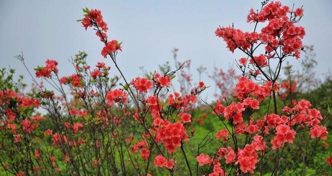 映山红花开放的时间和次数（了解映山红花的生长习性及开花时间）